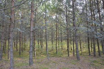 summer forest on the Curonian spit