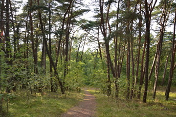 Obraz premium summer forest on the Curonian spit