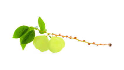 star gooseberry on white background