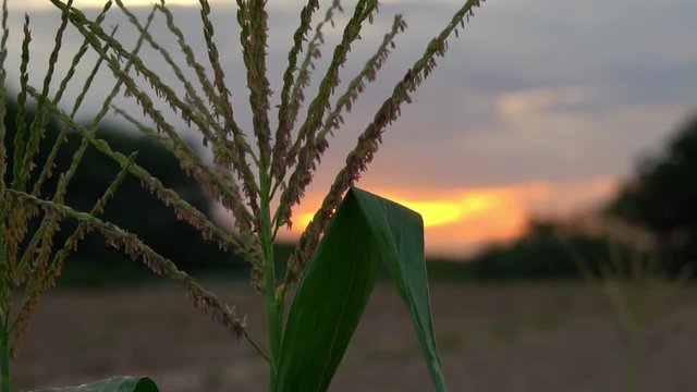 Corn flower on the field with the sunset light.