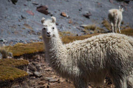 The llamas of Bolivia