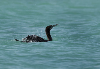 Obraz premium The Socotra cormorant bathing, Bahrain 