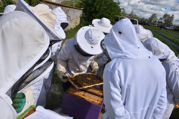 Cours d'apiculture