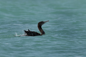 Obraz premium The Socotra cormorant bathing, Bahrain 