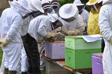 Cours d'apiculture