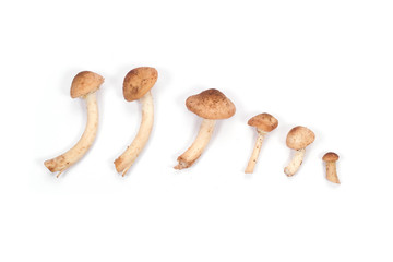 Mushroom on a white background