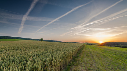 sunset over wheat field