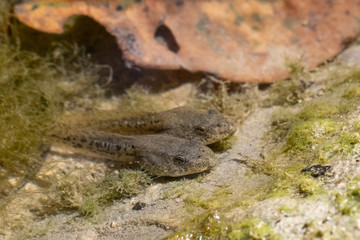 A close up view of two tadpoles swimming near the edge of a natural pond. Details of the long body...