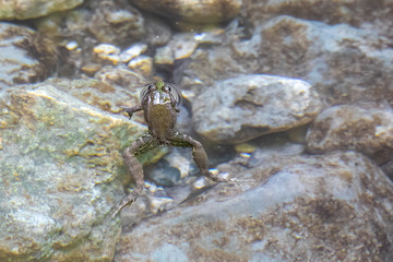 A closeup and high angled view of an amphibious frog swimming near the surface of a clear rock pond, with stony background and room for copy.