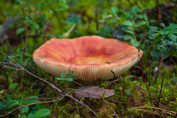 Edible small mushroom Russula with red russet cap in moss autumn forest background. Fungus in the natural environment. Big mushroom macro close up. Inspirational natural summer or fall landscape