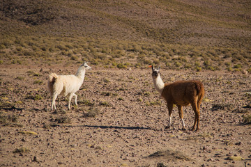 The llamas of Bolivia