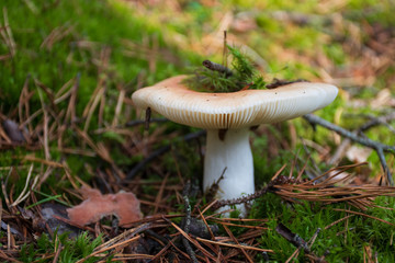 Edible white new born mushroom with cap in moss autumn forest background. Fungus in the natural environment. Big mushroom macro close up. Inspirational natural summer or fall landscape