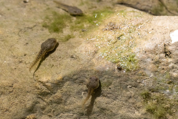 A close-up and high-angled view of three tadpoles swimming in a natural brook, clear water shows detail of pollywogs nearing transition to toads with copy space.