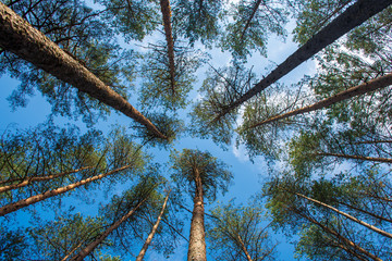 Fototapeta premium Beautiful bottom view of tall pine trees in evergreen forest with blue sky, shot from below