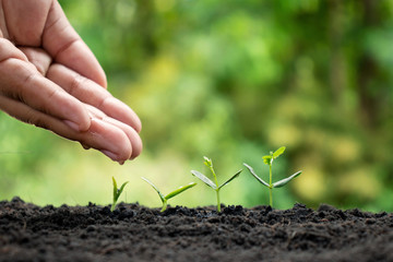 The hands of people watering small plants and the concept of environmental care and the World Environment Day