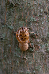 Annual Cicada Exoskeleton on the side of a Tree 