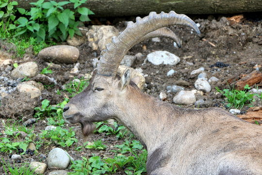 Alpensteinbock in Ruheposition