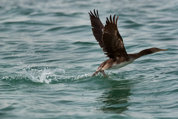 The Socotra cormorant takeoff at Busiateen coast, Bahrain 