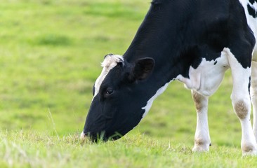A close up photo of a black and white cow standing in a field 