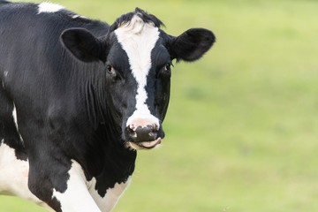 A close up photo of a black and white cow standing in a field 