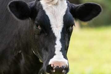 A close up photo of a black and white cows face