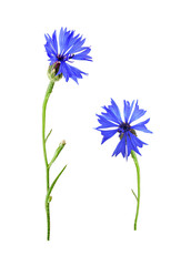 Set of blue knapweed flowers