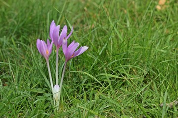 Bl&uuml;hende Herbstzeitlose (Colchicum autumnale)