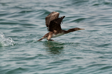 Obraz premium The Socotra cormorant takeoff at Busiateen coast, Bahrain 