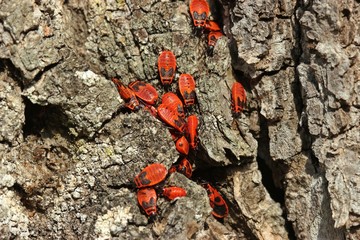 Gemeine Feuerwanzen (Pyrrhocoris apterus) mit Larven an Baumrinde