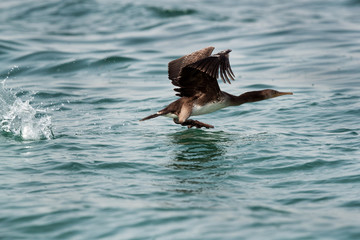The Socotra cormorant takeoff at Busiateen coast, Bahrain 