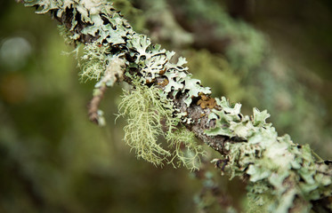 Lichen on a wooden limb with moss