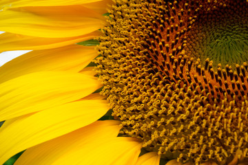 Sunflower flowers pistils and stamens