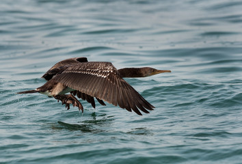 The Socotra cormorant takeoff at Busiateen coast, Bahrain 