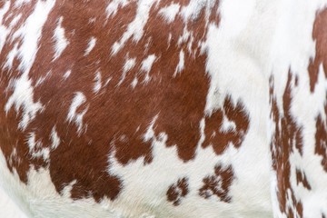 A close up photo of a brown and white cows skin 