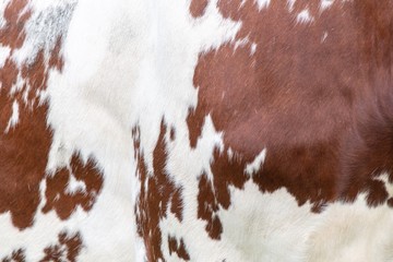 A close up photo of a brown and white cows skin