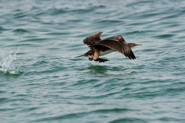 The Socotra cormorant takeoff at Busiateen coast, Bahrain 