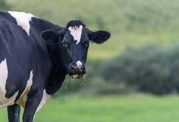 A close up photo of a black and white cow standing in a field 