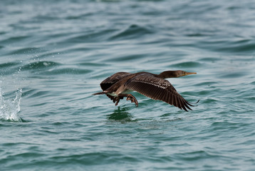Naklejka premium The Socotra cormorant takeoff at Busiateen coast, Bahrain 
