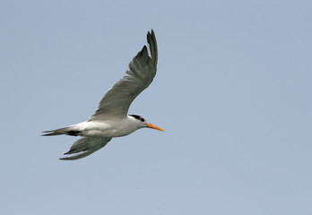 Greater crested tern in flight, Bahrain