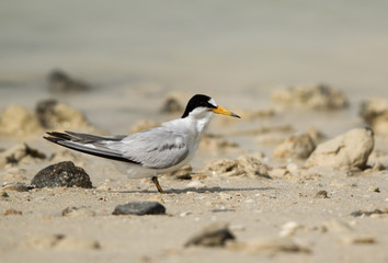 Saunders tern at Busaiteen coast, Bahrain 