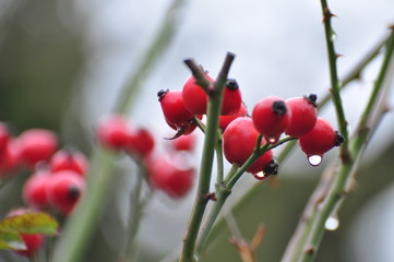 r&oacute;ża dzika 2