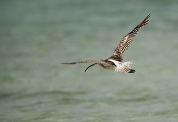 Fototapeta na wymiar Curlew in flight at Busaiteen coast of Bahrain 