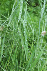 grass with dew drops