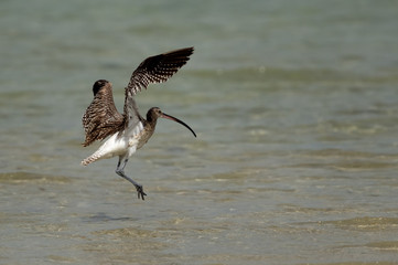Curlew landing at Busaiteen coast of Bahrain
