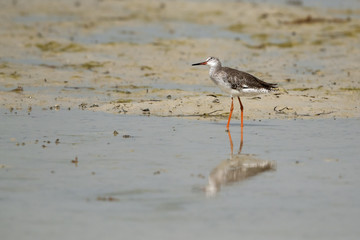 Redshank at Busiateen coast, Bahrain 