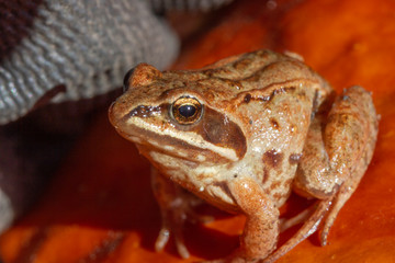 macrophotography of a small frog that sits on a flower petal