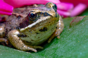 macrophotography of a small frog that sits on a flower petal