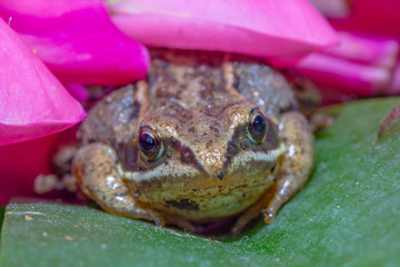 macrophotography of a small frog that sits on a flower petal