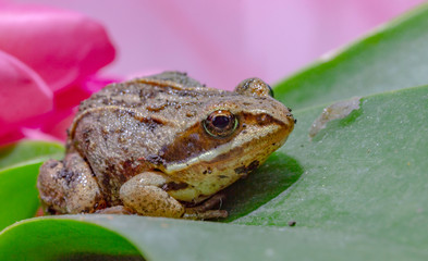 a small frog is sitting on a flower leaf