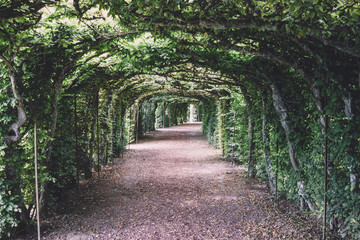 A walk in the green park, around the branch of leaves and green trees